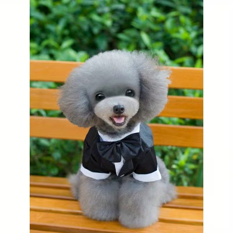 "Elegant dog boy" Szmoking szett kutyusoknak